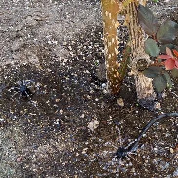 Drip irrigation emitters watering plants