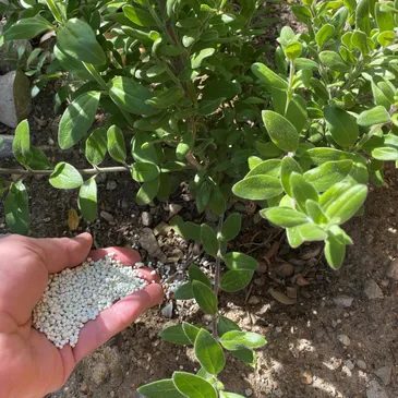Fertilizing landscape plants