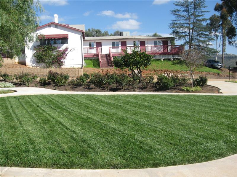 Freshly installed lawn and landscaping